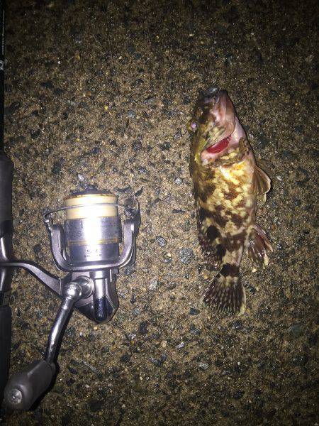 チニングするもガシラ１匹